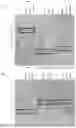 Fig. 02 - PATHOGEN BINDING PROTEINS