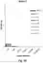 Fig. 16 - Antibodies to human complement C2B