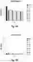 Fig. 29 - Antibodies to human complement C2B