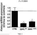 Fig. 02 - VARIANTS OF ERYTHROFERRONE AND THEIR USE