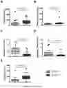 Fig. 06 - VARIANTS OF ERYTHROFERRONE AND THEIR USE