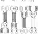 Fig. 19 - SIRP1α targeted chimeric proteins and uses thereof