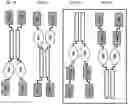 Fig. 22 - SIRP1α targeted chimeric proteins and uses thereof