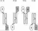 Fig. 23 - SIRP1α targeted chimeric proteins and uses thereof