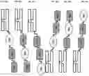 Fig. 35 - SIRP1α targeted chimeric proteins and uses thereof