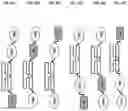 Fig. 37 - SIRP1α targeted chimeric proteins and uses thereof