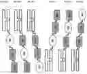 Fig. 40 - SIRP1α targeted chimeric proteins and uses thereof