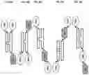 Fig. 41 - SIRP1α targeted chimeric proteins and uses thereof