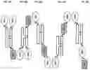 Fig. 43 - SIRP1α targeted chimeric proteins and uses thereof