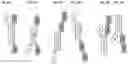 Fig. 46 - SIRP1α targeted chimeric proteins and uses thereof