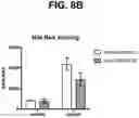 Fig. 12 - Anti-TREM2 antibodies and methods of use thereof