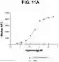 Fig. 20 - Anti-TREM2 antibodies and methods of use thereof