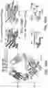 Fig. 155 - Proteins binding NKG2D, CD16 and CLEC12A