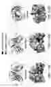 Fig. 161 - Proteins binding NKG2D, CD16 and CLEC12A