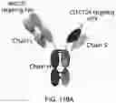 Fig. 167 - Proteins binding NKG2D, CD16 and CLEC12A