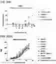 Fig. 306 - Proteins binding NKG2D, CD16 and CLEC12A