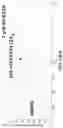 Fig. 359 - Proteins binding NKG2D, CD16 and CLEC12A