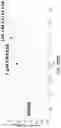 Fig. 360 - Proteins binding NKG2D, CD16 and CLEC12A