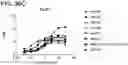 Fig. 40 - Proteins binding NKG2D, CD16 and CLEC12A