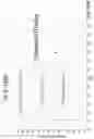 Fig. 77 - Proteins binding NKG2D, CD16 and CLEC12A