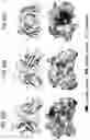 Fig. 85 - Proteins binding NKG2D, CD16 and CLEC12A