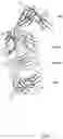Fig. 08 - ST2 antigen binding proteins