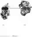 Fig. 10 - ST2 antigen binding proteins