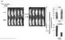 Fig. 03 - CDCP1-TARGETED THERAPIES