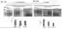 Fig. 24 - CDCP1-TARGETED THERAPIES