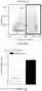 Fig. 06 - PLECTIN-1 BINDING ANTIBODIES AND USES THEREOF
