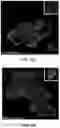 Fig. 07 - PLECTIN-1 BINDING ANTIBODIES AND USES THEREOF