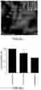 Fig. 08 - PLECTIN-1 BINDING ANTIBODIES AND USES THEREOF
