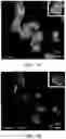 Fig. 09 - PLECTIN-1 BINDING ANTIBODIES AND USES THEREOF