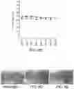 Fig. 11 - PLECTIN-1 BINDING ANTIBODIES AND USES THEREOF