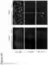 Fig. 47 - Site-specific glycoengineering of targeting moieties