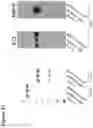 Fig. 48 - Site-specific glycoengineering of targeting moieties
