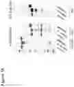 Fig. 59 - Site-specific glycoengineering of targeting moieties