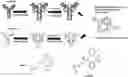 Fig. 01 - Complementary RNA linked bispecific T-cell engaging antibodies