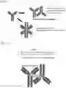 Fig. 22 - Complementary RNA linked bispecific T-cell engaging antibodies