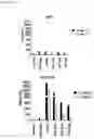 Fig. 32 - Complementary RNA linked bispecific T-cell engaging antibodies