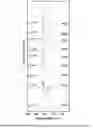 Fig. 05 - Radiolytic method of preparing gels