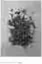 Fig. 18 - Degradable Urethane and Urethane-Urea Systems