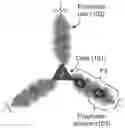 Fig. 01 - Semi-interpenetrating and crosslinked polymers and membranes thereof