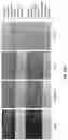 Fig. 15 - FORMULATIONS FOR USE WITH AN INTERMEDIATE TRANSFER MEMBER OF INDIRECT PRINTING SYSTEMS AND PRINTING PROCESSES UTILIZING SAME