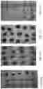 Fig. 15 - Nano-cellulose compositions, coatings, and uses thereof