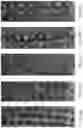 Fig. 18 - Nano-cellulose compositions, coatings, and uses thereof