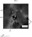 Fig. 02 - Multiphase coatings with separated functional particles, and methods of making and using the same