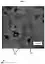 Fig. 03 - Multiphase coatings with separated functional particles, and methods of making and using the same