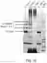 Fig. 11 - Fluorescent Particles