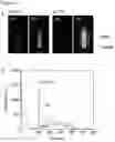 Fig. 09 - Composition, organic photostimulated luminescent device, luminescent method and method for designing composition for photostimulated luminescence